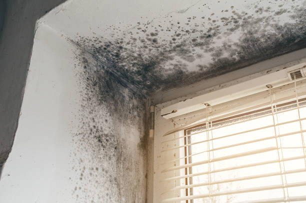 Affordable Mold Cleanup solutions in Four Oaks, NC