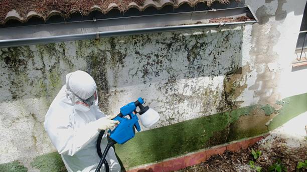 Top rated local Mold Cleanup specialists in Four Oaks, NC